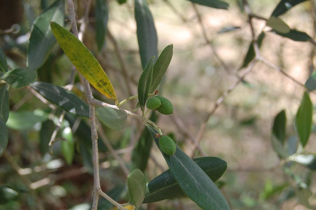 La Spiga D'Oro Vendégház Pozzo Kültér fotó